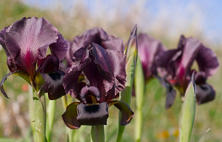 Iris Atropurpurea