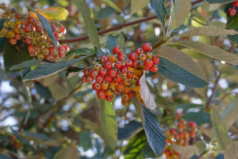 Рябина ария Sorbus aria