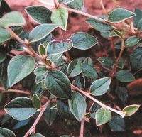 Кизильник Франчетти ( Cotoneaster franchetii )