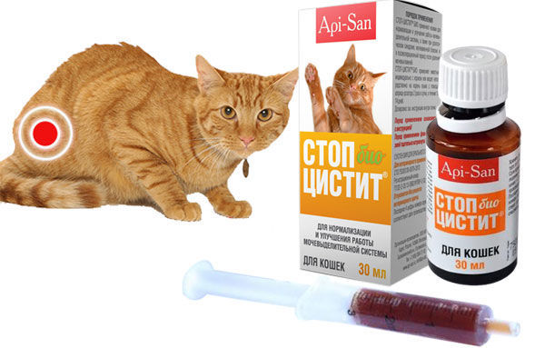 Стопцистит для котов