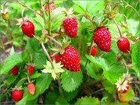 Земляника лесная Fragaria vesca Plena