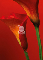 Обои 406 Red Calla Lilies фотоW+G 183*254 см (4 части)