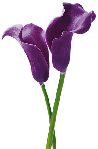 Обои 675 Purple Calla Lilies, фотоW+S 175*115 см