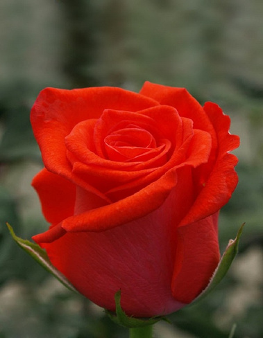 Роза чайно-гибридная Корвет 1 шт