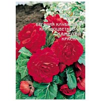 Семена бегония Камелия красная крупноцветковая Дом Семян