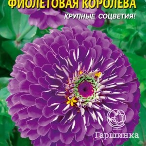 Семена Цинния Фиолетовая королева, 0,3 гр, Плазменные семена