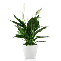 Растение Спатифиллум белый цветок в круглом кашпо белого цвета (65 см)