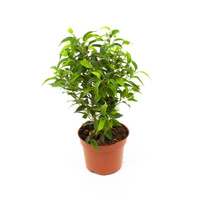 Растение Фикус бенджамина Наташа в технологическом горшке (25-30 см)