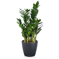 Растение Замиокулькас с круглым горшком серого цвета (60 см)