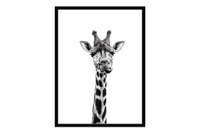 Постер в раме Hoff Любознательный жираф